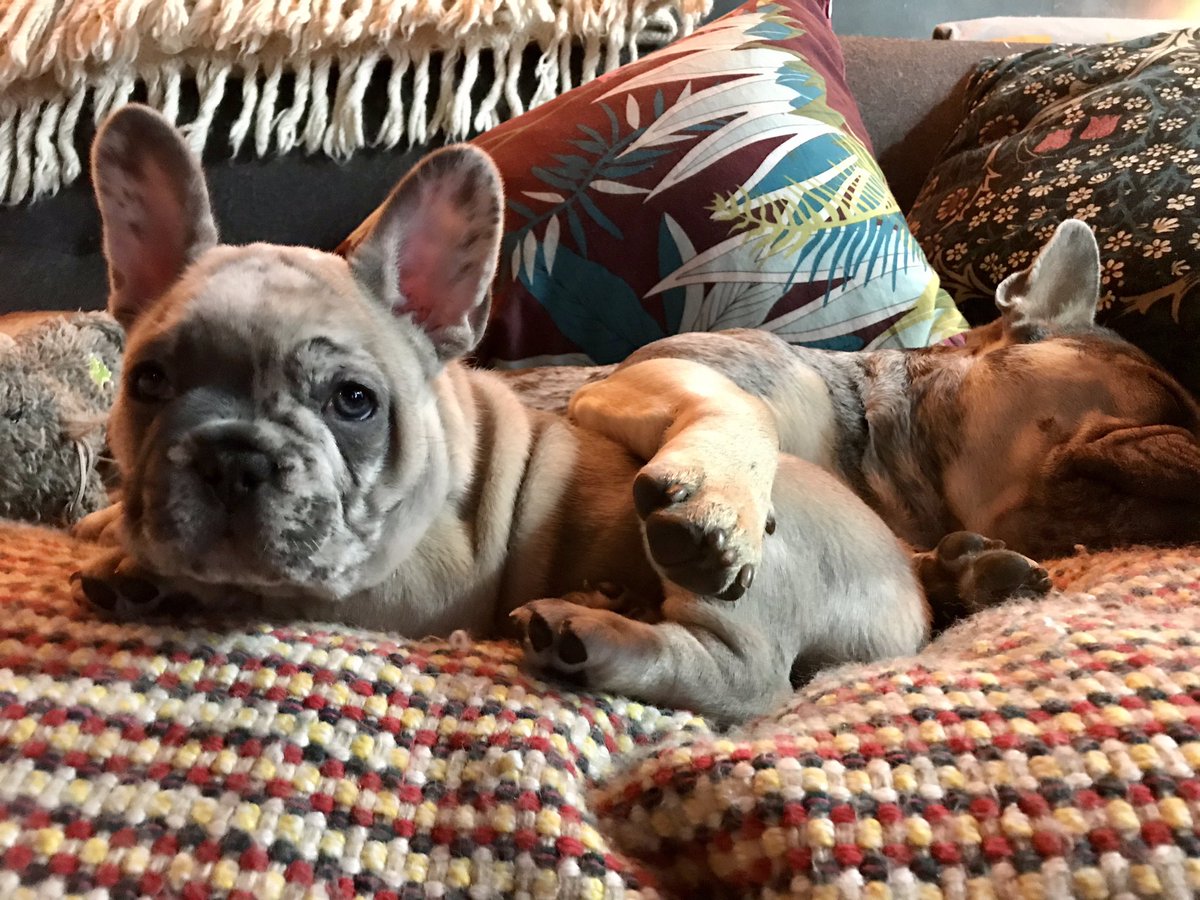 ArchieMac12's tweet photo. I didn’t choose the puppy life.
The puppy life chose me.
#puppylove https://t.co/x2DiQl2b0N
