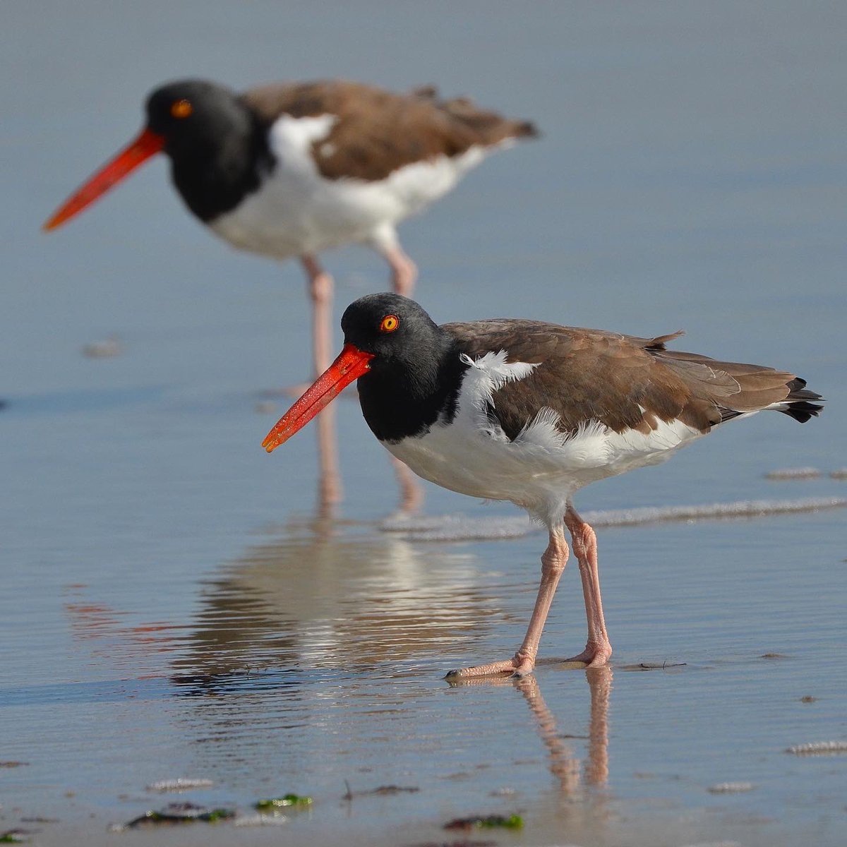 zgillespiephoto's tweet photo. American Oystercatcher
#americanoystercatcher #oystercatcher #shorebirds #seaislecity #birdsofnewjersey #njaudubon #birdwatching #birdlovers #birds #birding #birdphotography #birdpics #wildlife #nature #photography #wildlifephotography #naturephotography https://t.co/ZK0GauH4br