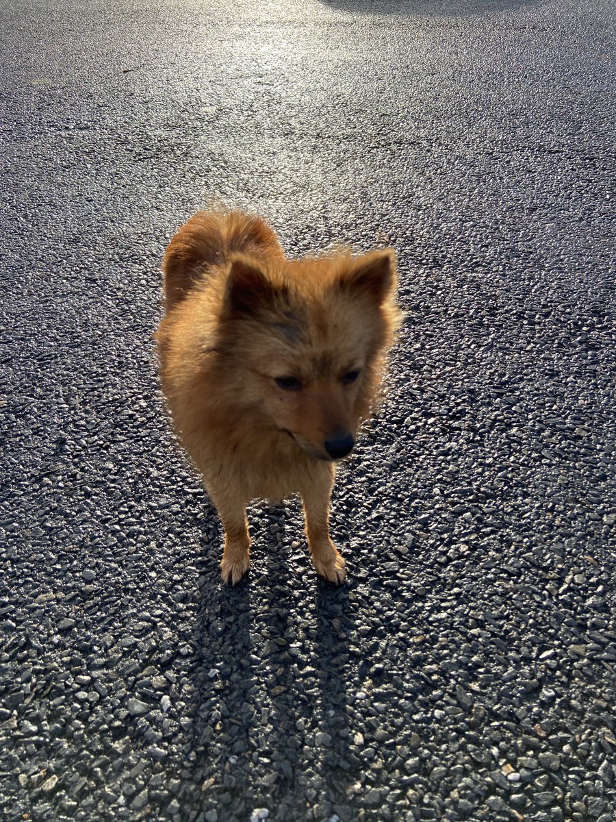 Found this little Pomeranian close to Craigavon lakes this morning. Took her to our vet and she’s not chipped. Have left my number with all local vets. Anyone recognise her? Proof of ownership will be required for anyone claiming.