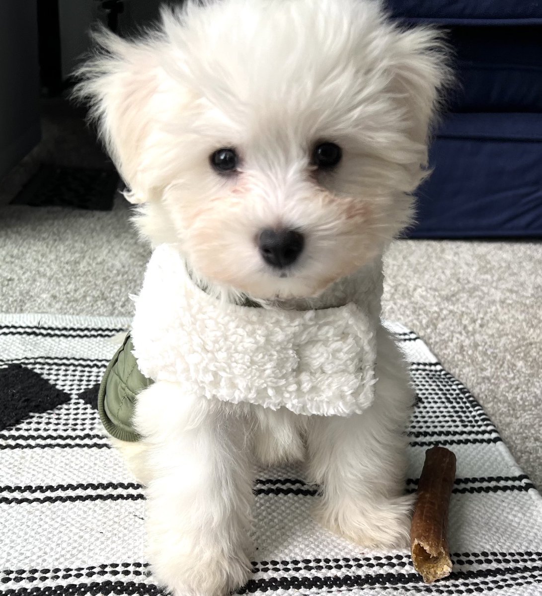 NakanoDenise's tweet photo. Kicking off November, ready for that fall breeze.
Make it a good one as it could get ruff out there. - Mochi
#Mochithepup
#fallchill https://t.co/XK4ogj8Gis