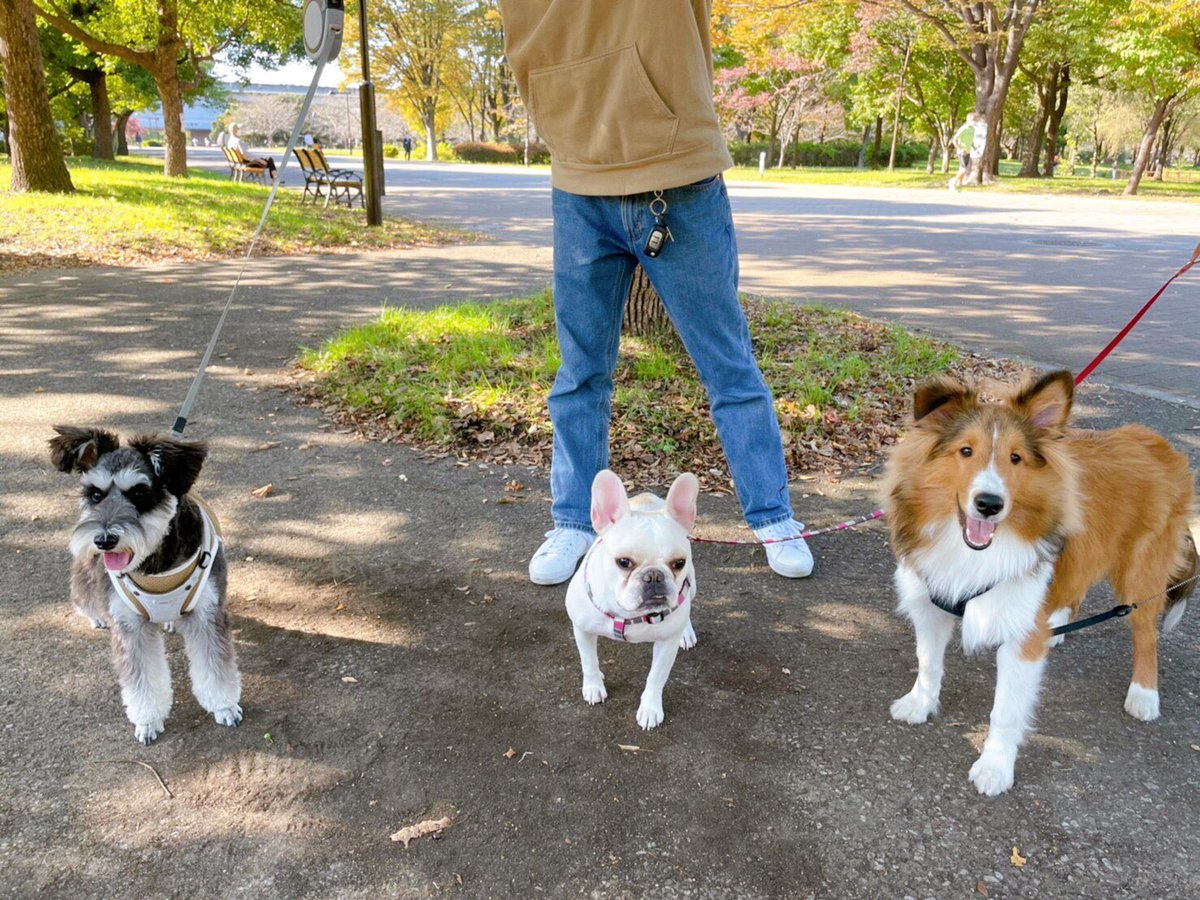 tsukune_oneone's tweet photo. お友達と一緒に遊びに行きました！🐶 仲良くなれた…か…？
Tsukune played with his friends!
#シェルティ #子犬 #Sheltie #puppy https://t.co/4sXUAUG4Xq