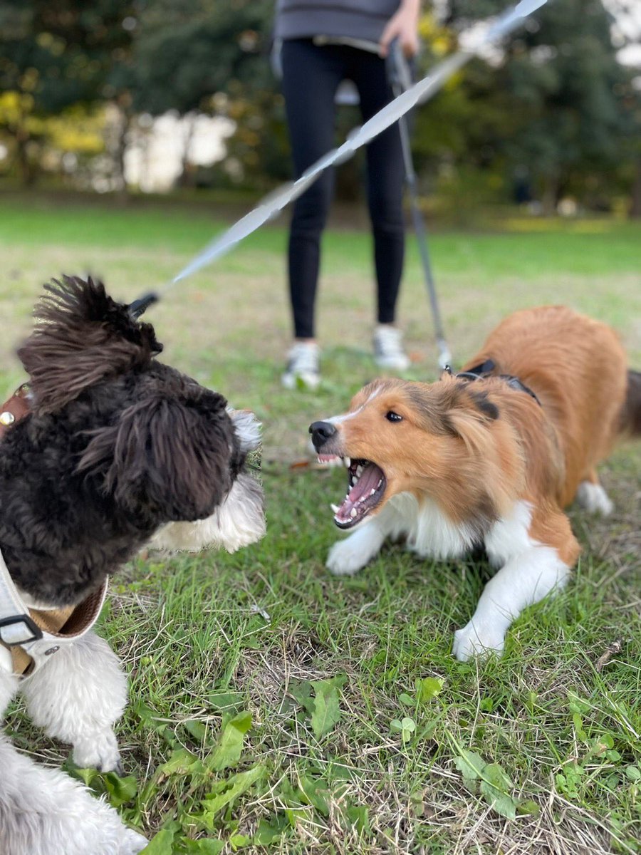 tsukune_oneone's tweet photo. お友達と一緒に遊びに行きました！🐶 仲良くなれた…か…？
Tsukune played with his friends!
#シェルティ #子犬 #Sheltie #puppy https://t.co/4sXUAUG4Xq