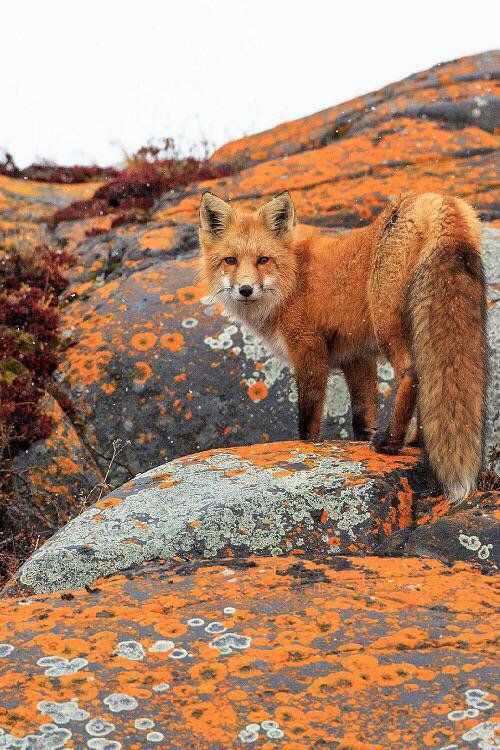 R_Ahmed32's tweet photo. The beauty of Wildlife.❤️
#NaturePhotography #wildlife https://t.co/LgC2XJa9eW