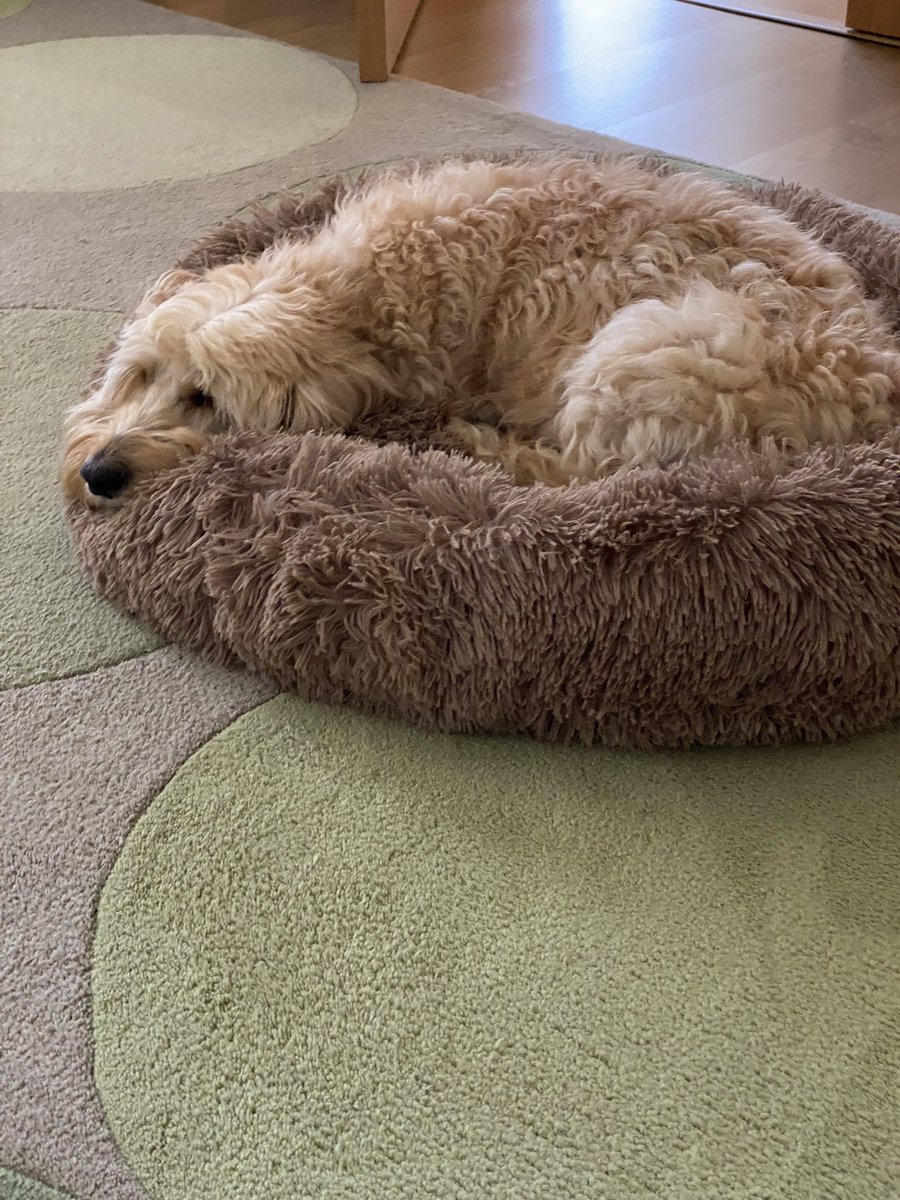 dmckenzie5350's tweet photo. This is what our Charlie thinks of a wet Monday bless #nowalkformethenmam #yeah https://t.co/qIC98Hepgu