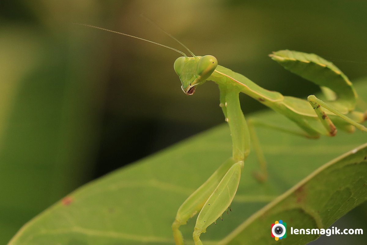np_photographer's tweet photo. Macro Magic https://t.co/fqwqCkFxeo Insect Macro #mantis #prayingmantis #mantisinsect #insectmacro #macrophotography #canonmacrophotography #insectoftheworld #greencolorinsect https://t.co/nqAofnNmby