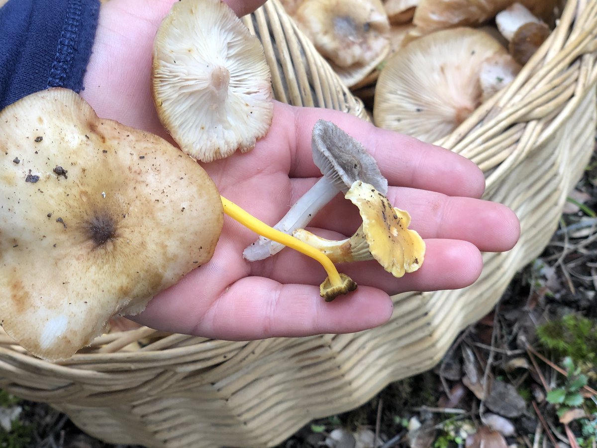 jrgallifa's tweet photo. Tomb micològic 🍄: pollancrons(rourencs), fredolics, rossinyols de pi i de roure… bona temperatura i bona collita! https://t.co/zhzFuwjCxs
