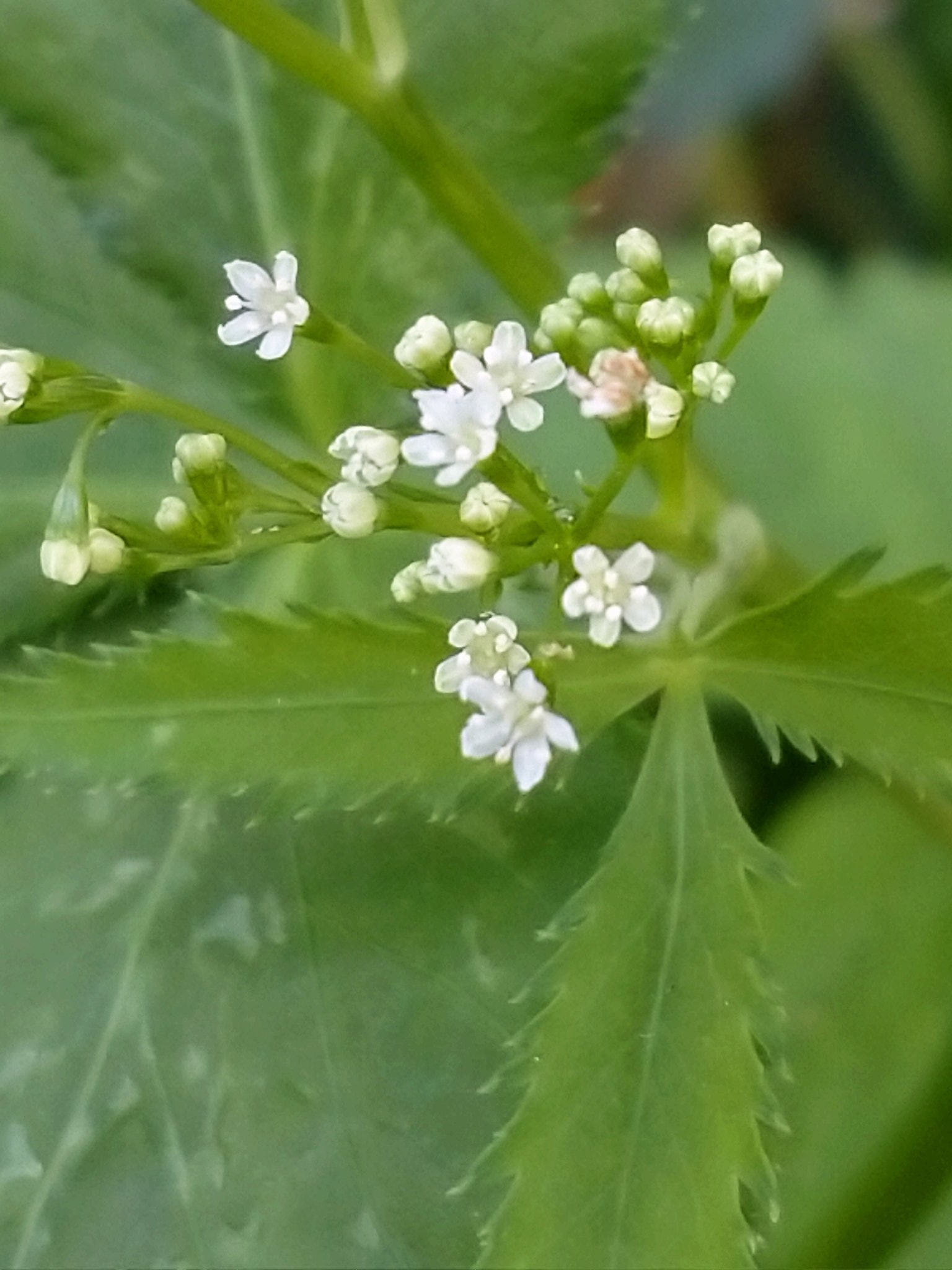 三つ葉の花 Twitter Search Twitter