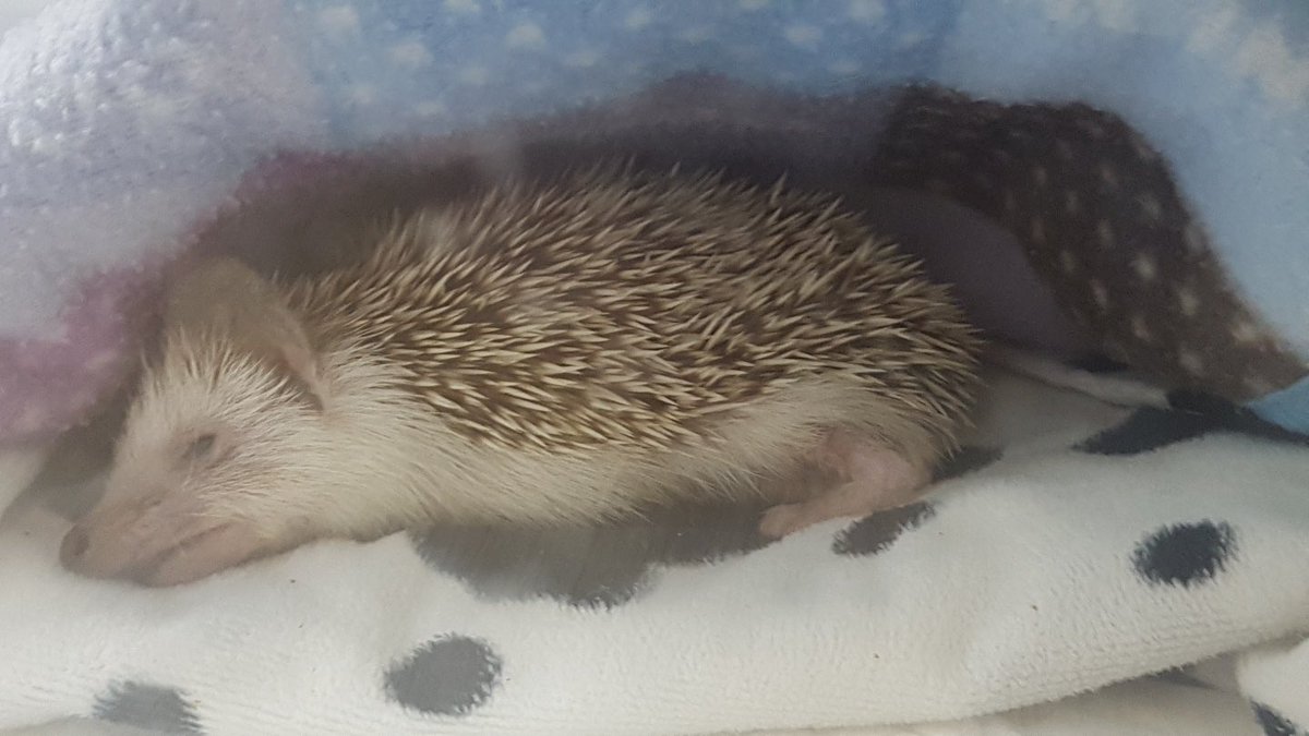 Zamsonghog's tweet photo. 10월의 잠송이 https://t.co/DPHqzDyoo2