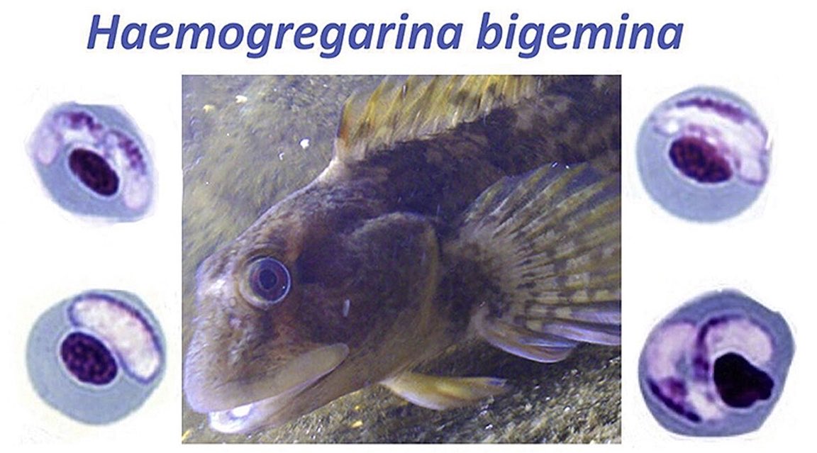 NicoJSmit1's tweet photo. Day H of #ParasiteABC - haemogregarines. Haemogregarina bigemina probably the most enigmatic fish blood parasites, first described from intertidal blenniid fishes in France & subsequently reported from across the globe. 📸 - from our 2019 paper with @pollyhayes https://t.co/Mu5avU6U3t