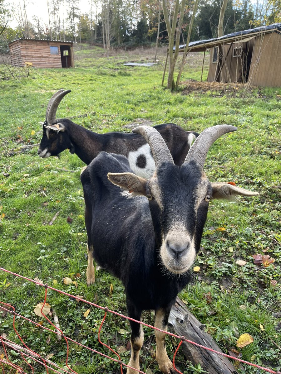 ElisaGilliard's tweet photo. Activité du jour 🐐🍂🍃 https://t.co/MrVuvlIzTV