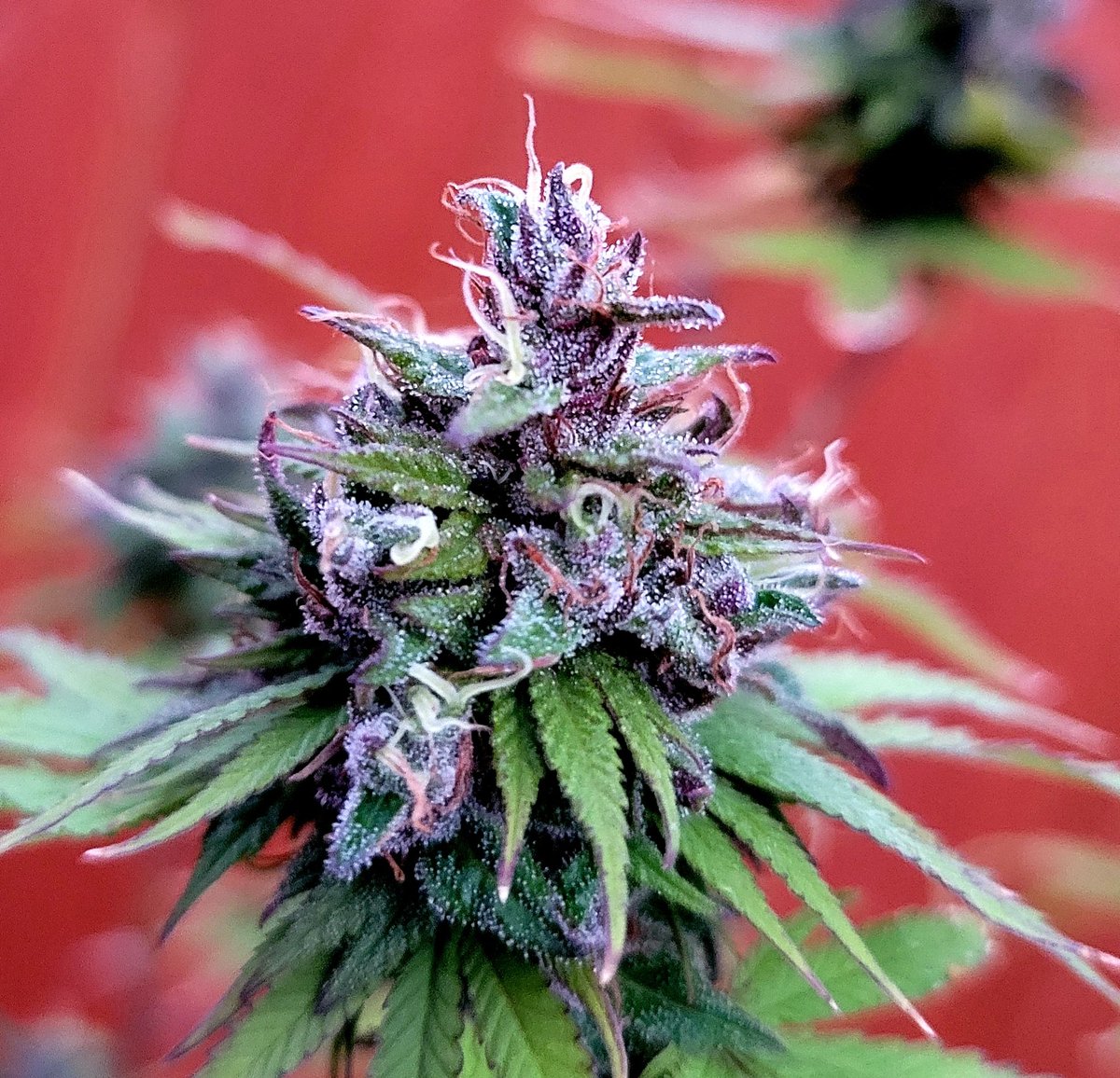 CraftHerbs's tweet photo. Good morning! #texashemp #hemp #grapesoda #cbd https://t.co/uAIQixuI4l