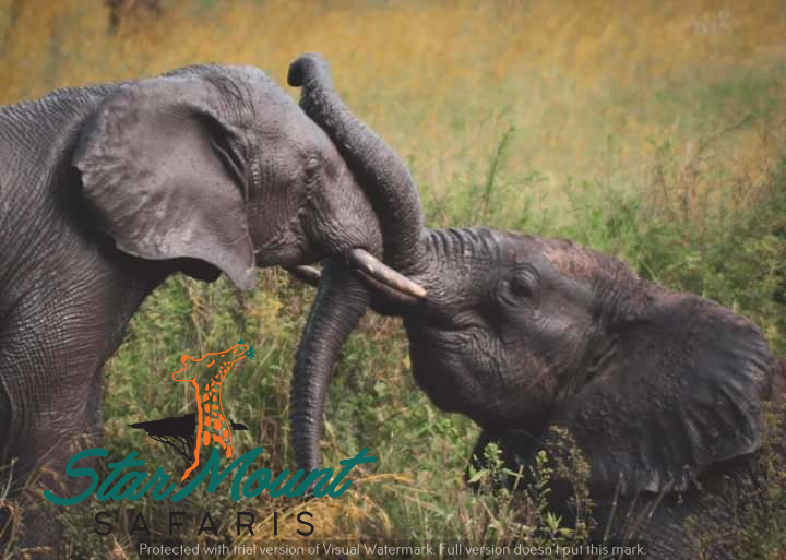 StarMount Safaris tweet media