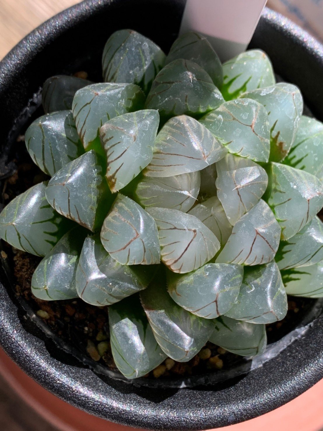 東京花壇 Tokyokadan 87 Twitter