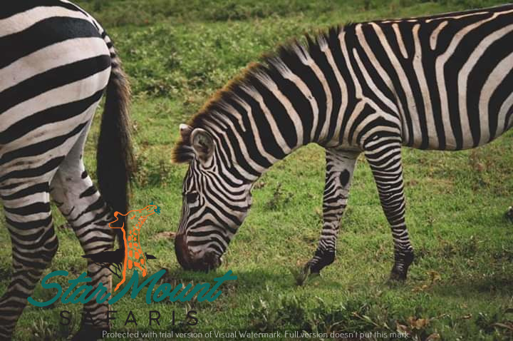 StarMount Safaris tweet media