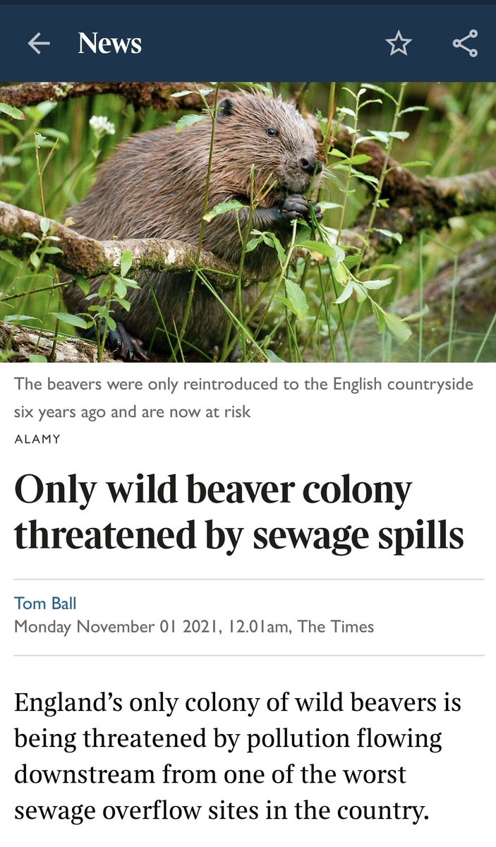 TingyS's tweet photo. #BuildBackBeaver 🙄 https://t.co/u5tYSaQ91y