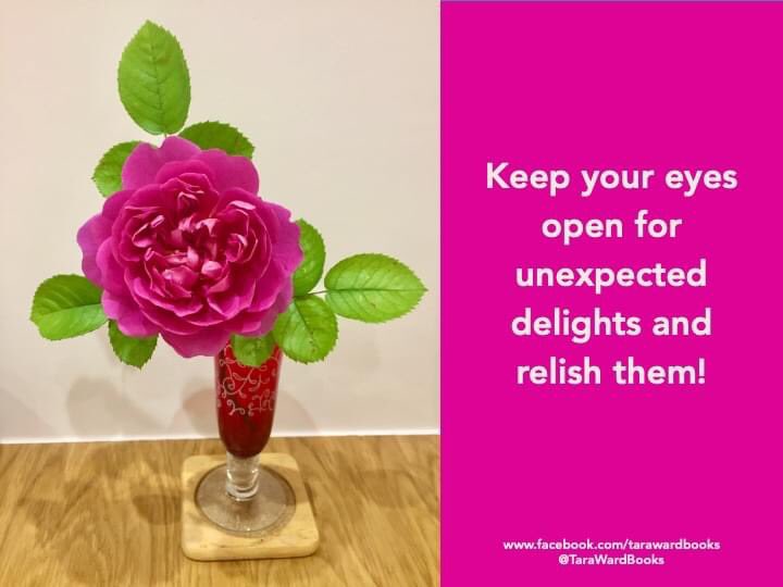 TaraWardBooks's tweet photo. We found the last rose hiding on a bush in the garden and brought it indoors to enjoy. Oh, the scent! What joy. I have it by my computer and it makes me smile ... #ItIsTheLittleThings #LastRose #TheJoyOfScent https://t.co/50amjFVmCz