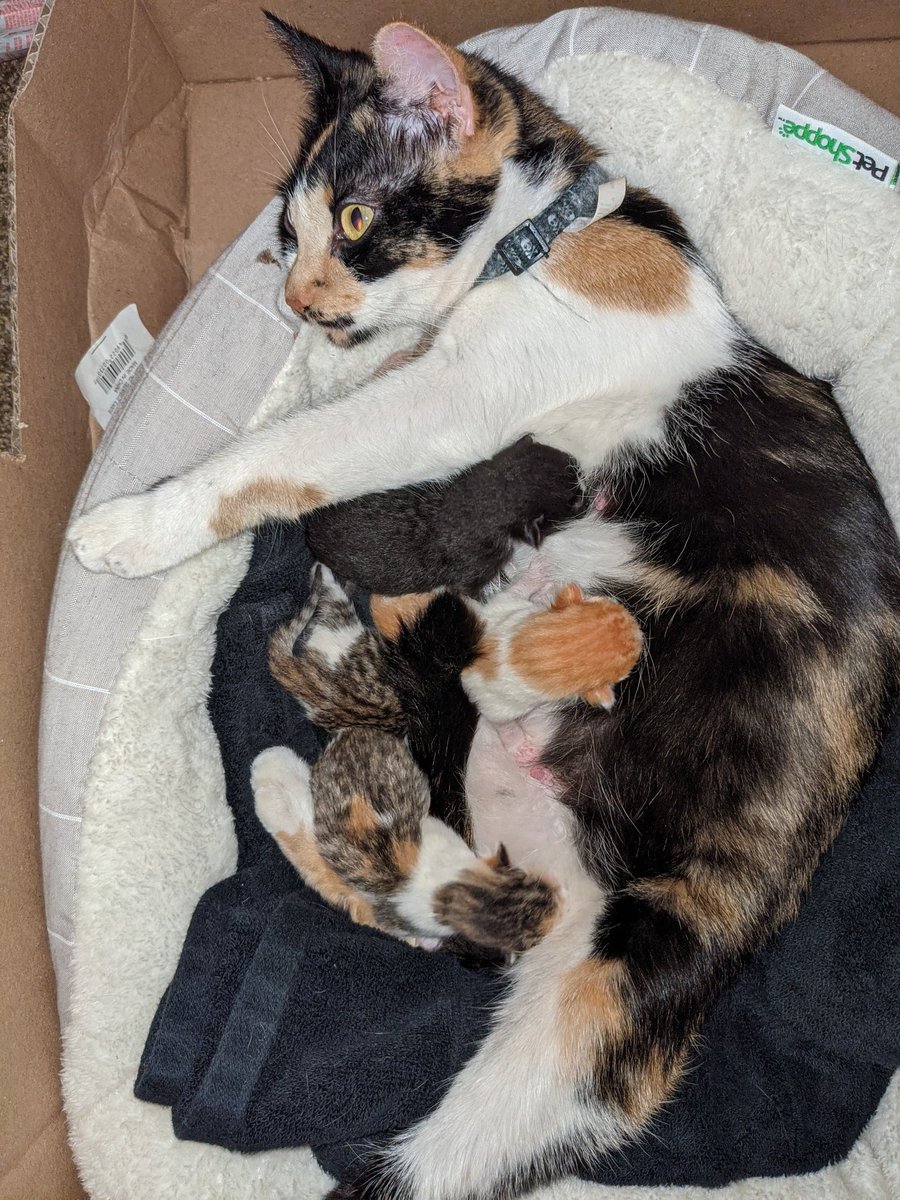 CheyenneNajar's tweet photo. Happy Halloween 🎃 We were blessed with 7 spooky kittens this afternoon!! https://t.co/O2I26owRS3