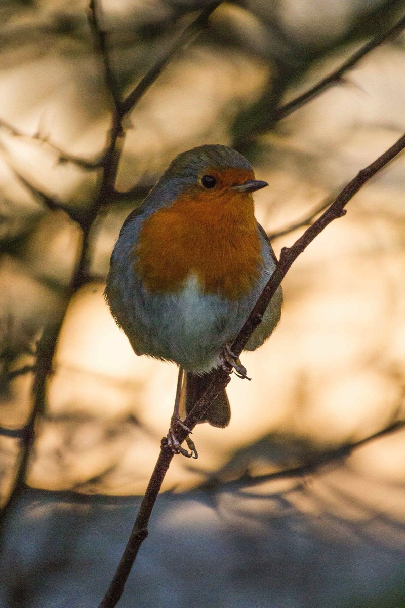 Thesarahbaloo's tweet photo. While looking for something else I unearthed this lovely picture of Robin. It was taken early morning @AttenboroughNR #TwitterNatureCommunity #BirdsSeenIn2021 #birds #birdphotography #nature #NaturePhotography #Robin #DDOR #dailydoseofrobin https://t.co/838SUZob3q
