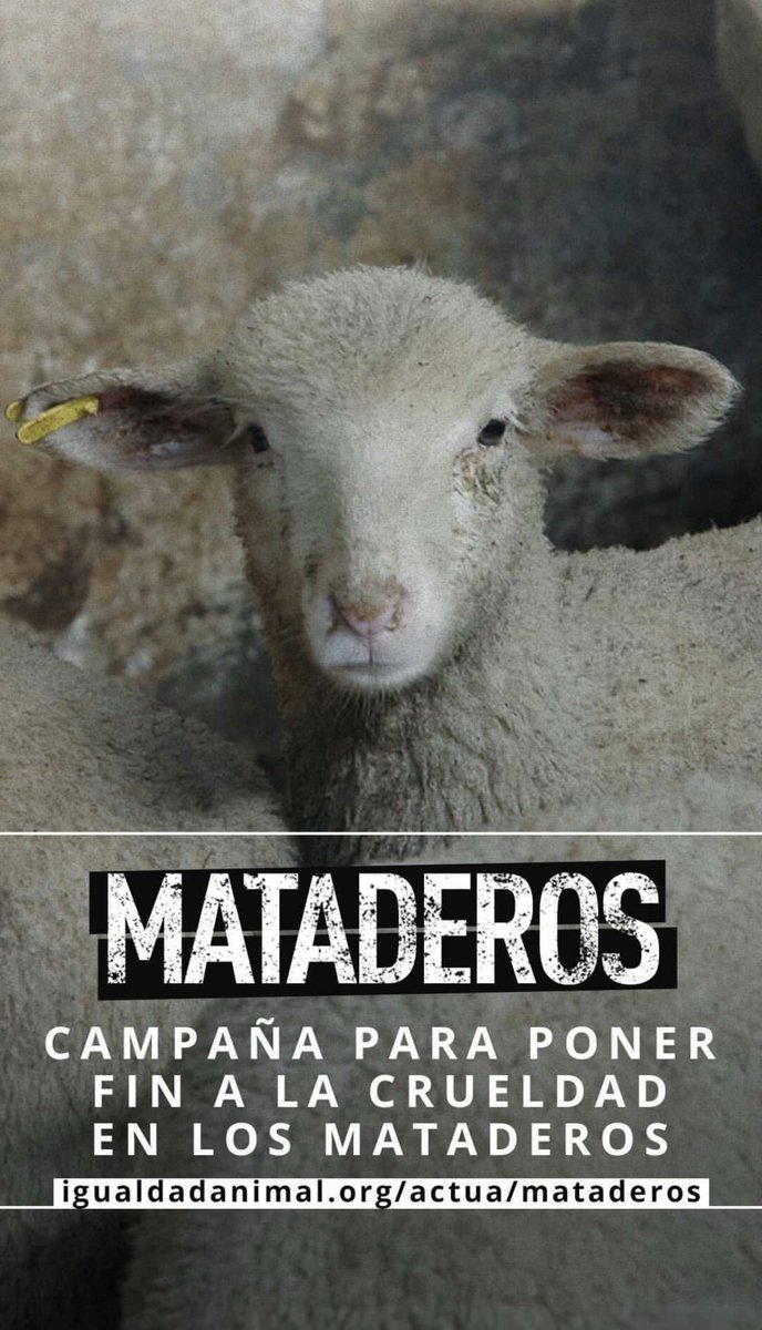 Hola, gente con corazón ♥️ os pido que colaboréis en esta campaña para que los animales que nos proporcionan alimento, dejen de sufrir de una forma tan cruel. Tenemos los medios para evitarlo y no lo hacemos por egoísmo, codicia y falta de humanidad. 

igualdadanimal.org