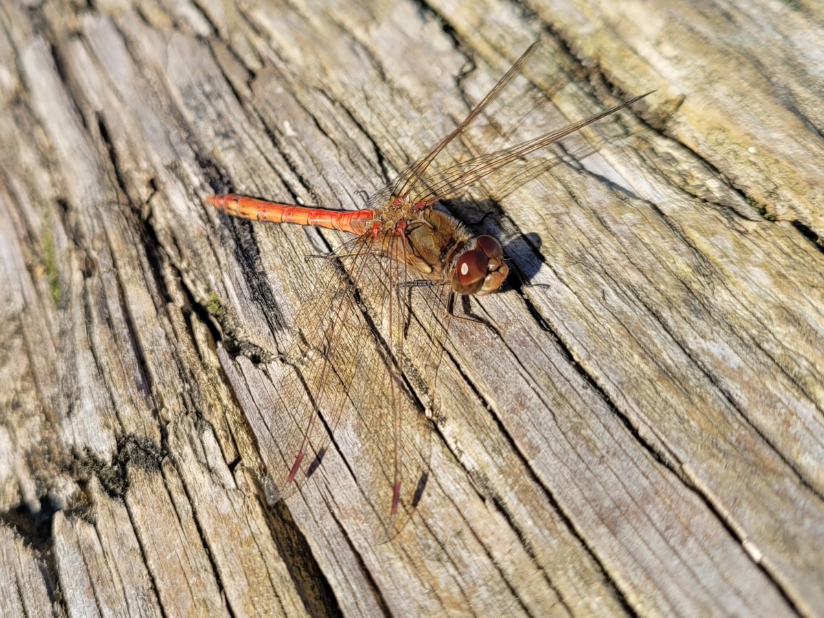 It may be the 1st November but there are still dragonflies out hunting other insects around the trails with Migrant Hawkers, Willow Emeralds &amp; Common Darters (pictured) on the wing although some are a bit tatty now! <a href="/RSPBEngland/">RSPB England</a> <a href="/EssexFieldClub/">Essex Field Club</a> <a href="/BDSdragonflies/">British Dragonfly Society</a>