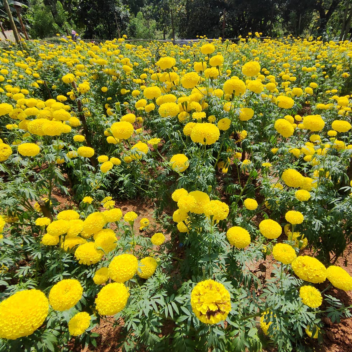 KelkarOnkar's tweet photo. आरंभ है, प्रचंड है 🌱🌻
#marigold #marigoldseedlings #marigoldflower #marigolddecoration #airavatnursery #Airavat #goan #goa #goanfarmer #shetkari #flowers #onkarkelkar #happiness #farming #passion #love #india #goem #गोवा #youth #youthsinagriculture #yuva #energy https://t.co/kSUW0NRiGd
