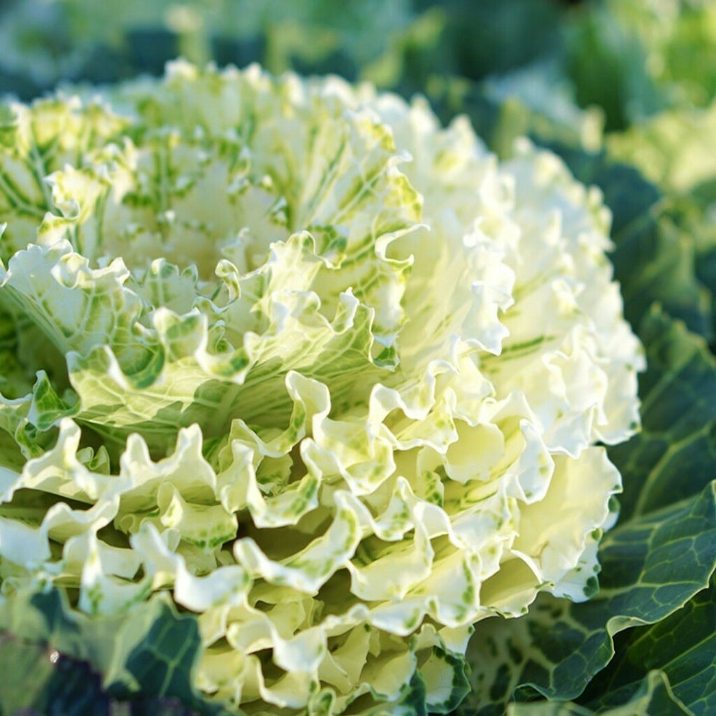 お庭の窓口 植物記事更新 冬の花12選 色別と特徴も紹介 T Co O1xom1xlyv 寂しい冬の 花壇を華やかに飾ってくれる冬の花 寒さに強いタイプ 絶え間なく花を咲かせてくれるものなど おすすめの冬の花を色別に紹介します 冬 花 お庭の窓口