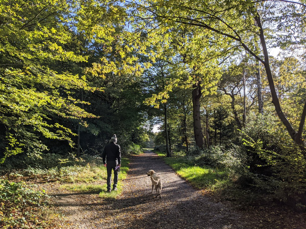 nickywhiffin's tweet photo. Autumn walks in the forest ๐ณ๐ #mansBestFriend #futureLifeChanger https://t.co/DqDTVcNqI7