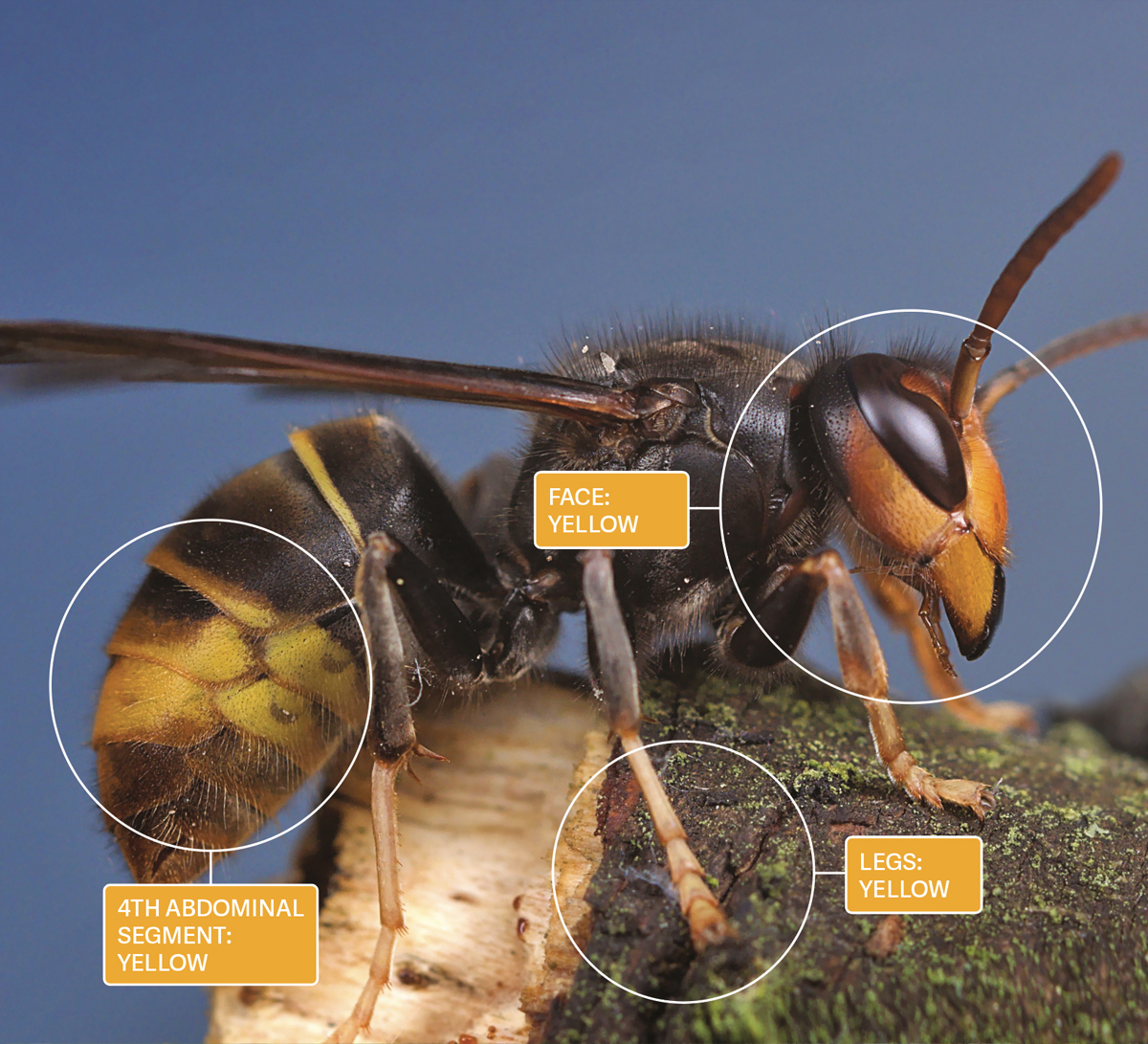 Asian hornets latest - another nest discovered in  Portsmouth according to Chichester Beekeeping Association. Calls for vigilance especially in Fareham, Gosport, Portsmouth. #Asianhornet #bees #beekeeper