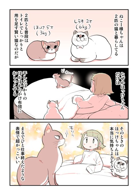ぬこ様 Highlights by ぬこー様ちゃん@ロードバイク狂 (@nukosama) / X