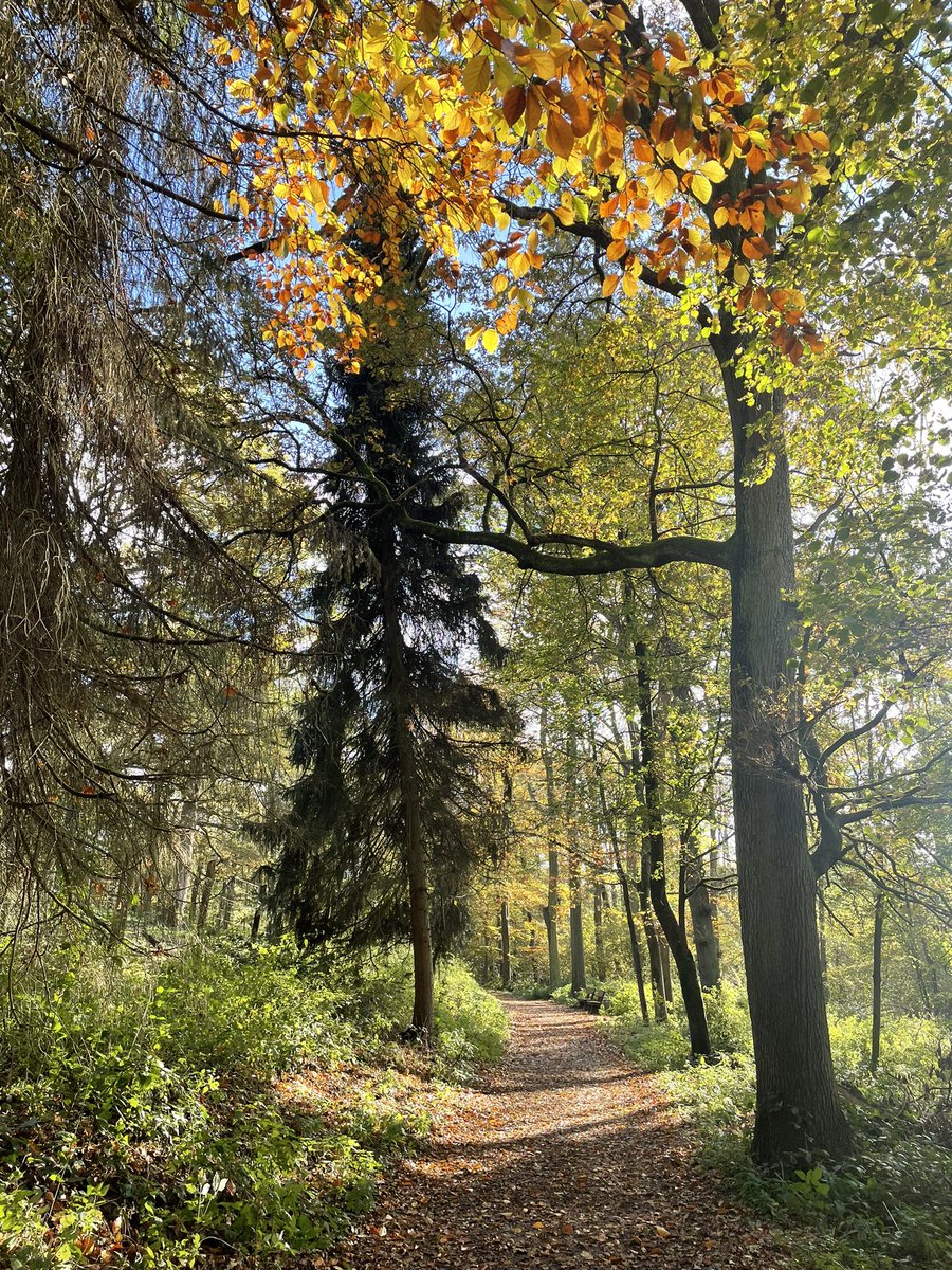 Annatinax's tweet photo. Es ist auch manchmal einfach schön am Niederrhein #walking #huels #huelserbruch #Herbstwald !B https://t.co/uFnfzfQbzA