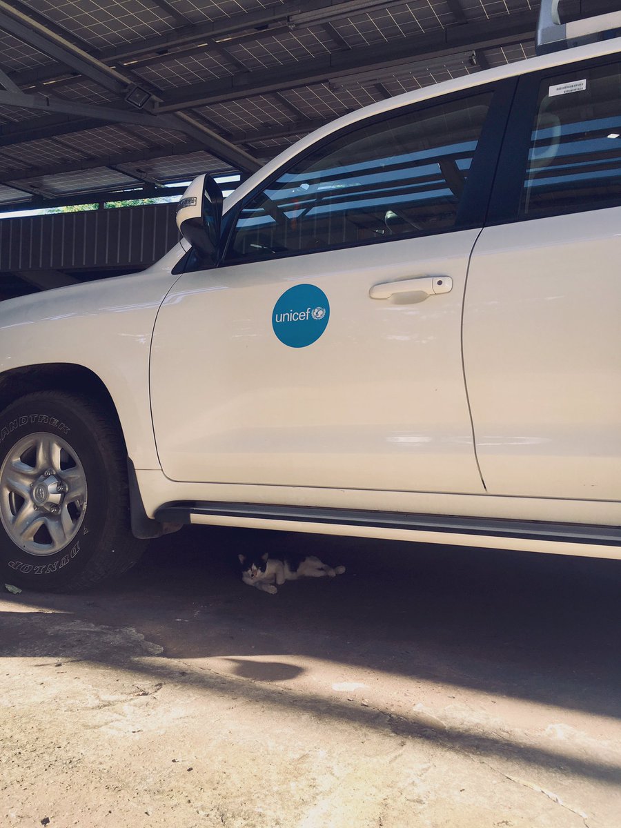 beingirem's tweet photo. #UNICEF #ForEveryCat https://t.co/3Tv9iXKEK3
