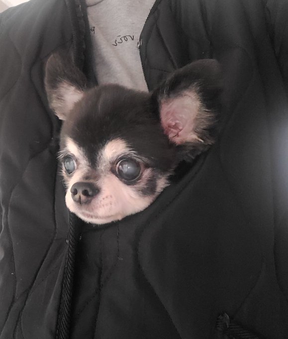 カンガルーのtwitterイラスト検索結果