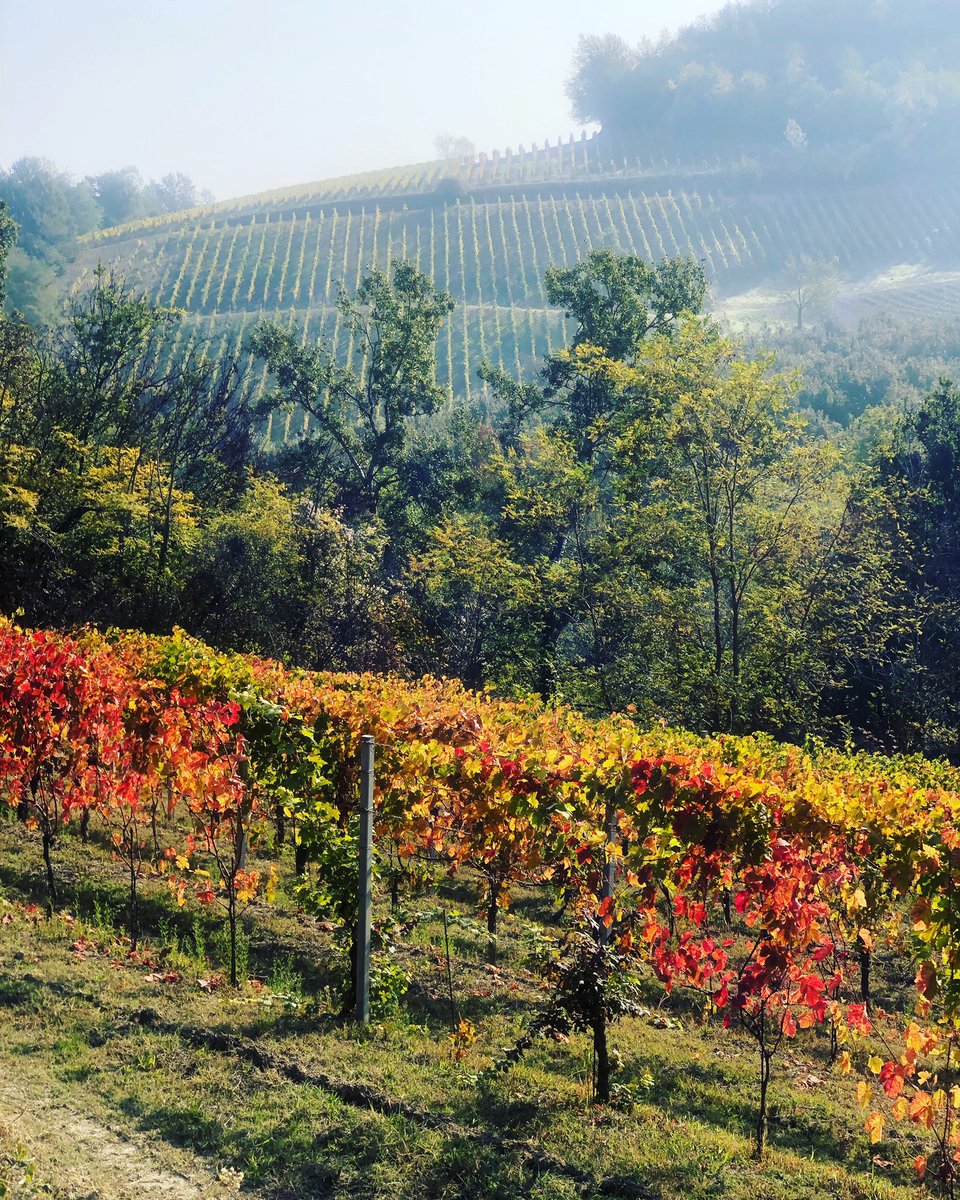 Autumn show #piemonte #AutumnFalls #Autumn #vines