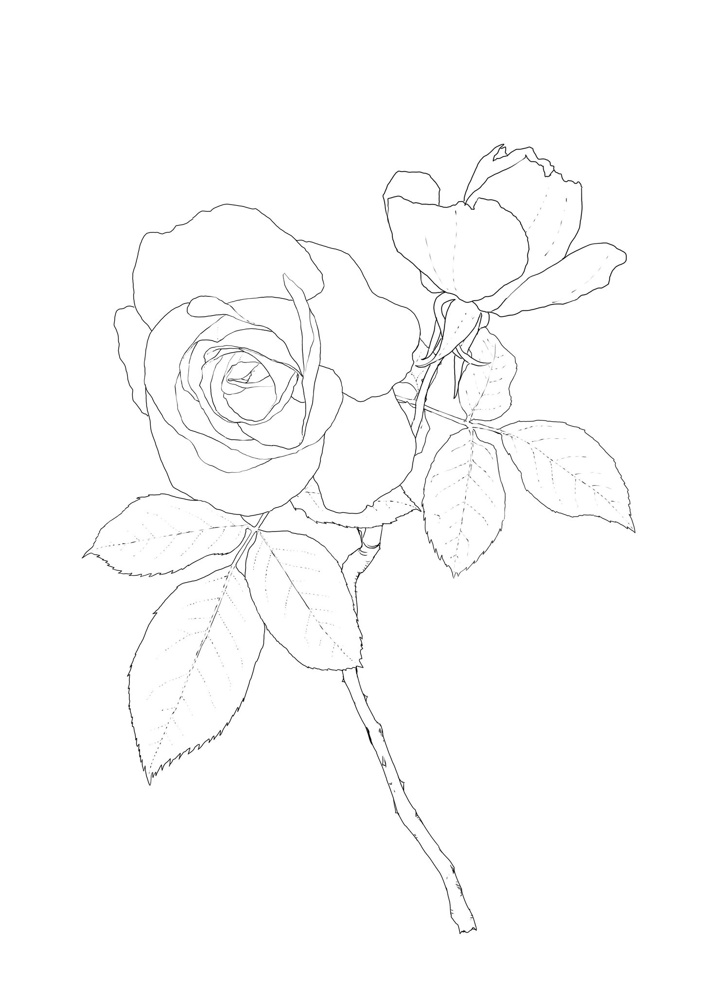 シン 色鉛筆作家 塗り絵の線画を出来るだけ薄くすれば輪郭線が出ない だけど私の生徒のシニア世代には 薄い 細かい は見え辛いのだ 線画は60 位に薄めるのがギリギリ しっかり見える線画をリアリティーに仕上げるのは結果大変です イラスト 塗り絵