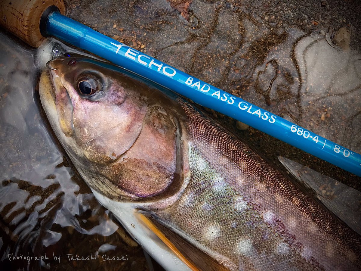 lunkers946's tweet photo. 倒木が入り組むポイントにフライを流し込み、リトリーブ開始、根がかりかヒットかまさにDead or alive 。ヒットしても枝に巻かれるその前に #グラスロッド で引きずり出す🎣✨
・
グラスは強い‼️
グラスは楽しい‼️
・
#フライフィッシング #flyfishing
#candfdesign #シーアンドエフデザイン https://t.co/2nnUuHTv9e