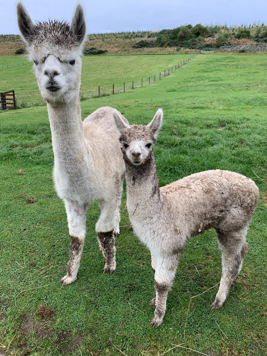 beirhopealpacas's tweet photo. Alpacotamus - new breed of Alpaca found exclusively at @Beirhopefarm Happy Monday folks or should that be Happy Mud-day! #alpacas #mud #lettheweekbegin https://t.co/nkgIF3NilS
