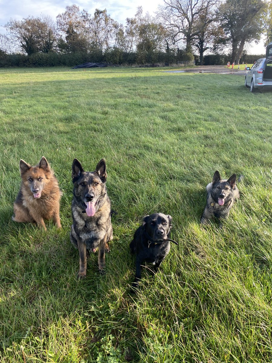 It’s Monday morning but we spotted the sun on our morning 3.5 miles. It might be blowing a gale & muddy but thankfully it’s not flaming raining!! A busy day of jobs as it’s our only full rest day this set & then back training tomorrow 🐶💙 #MondayMiles #BetterFindTheMudDaddyOut