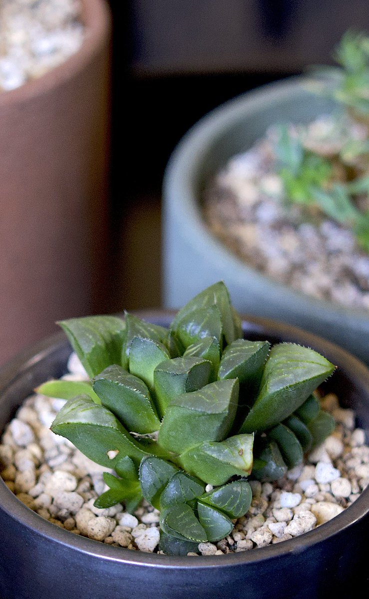 植物の名前って聞き慣れない単語が多い。 