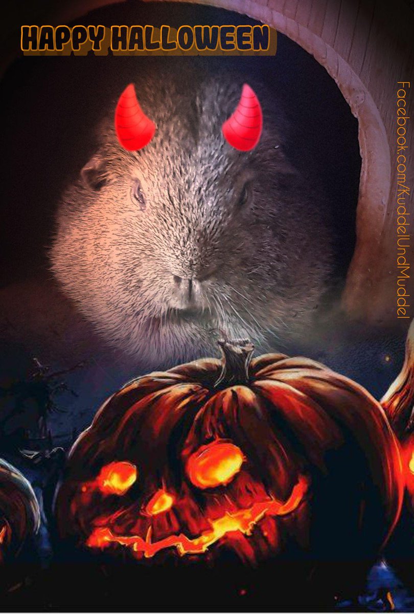 KuddelUndMuddel's tweet photo. Hope you all had a successful #halloween2021 raid last night.
We did though...
#cobayas #cuycuy
#meerschweinchen #cavy #cavies #cavylover #Wutzen #meeri #cavycuteness #guienapig #fellnasen #Schweinchenliebe #meerilove #モルモット #muig #cochondinde #piggycuteness #swinkamorska https://t.co/EI71889xOM