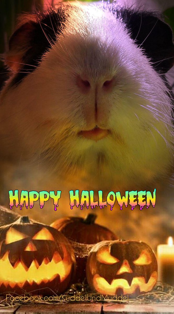 KuddelUndMuddel's tweet photo. Hope you all had a successful #halloween2021 raid last night.
We did though...
#cobayas #cuycuy
#meerschweinchen #cavy #cavies #cavylover #Wutzen #meeri #cavycuteness #guienapig #fellnasen #Schweinchenliebe #meerilove #モルモット #muig #cochondinde #piggycuteness #swinkamorska https://t.co/EI71889xOM