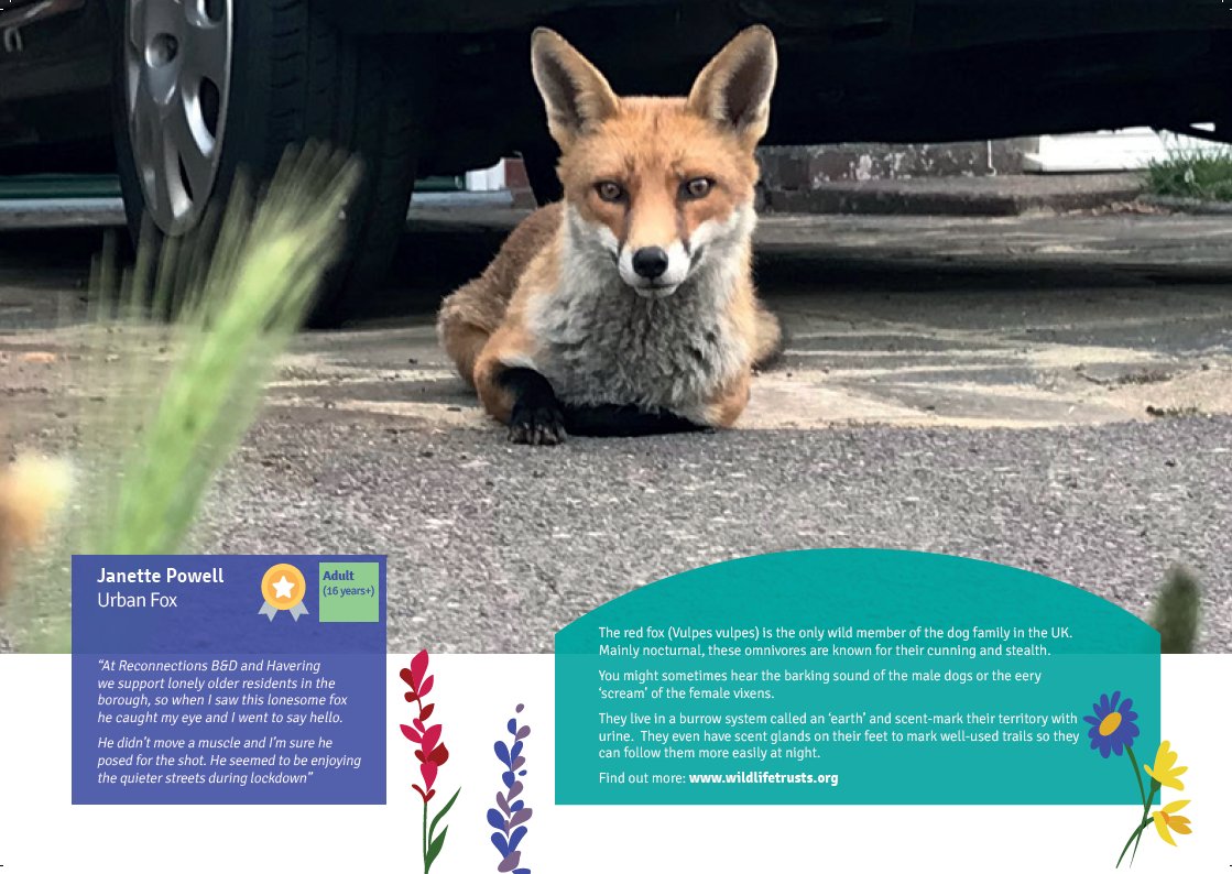 Happy 1st November! Here's this month's #WildFreeLBBD calendar page - A gorgeous urban fox (Vulpes vulpes) taken by Janette from <a href="/ReconnectionsBH/">Reconnections Barking & Dagenham and Havering</a>. 🦊Learn more about these auburn beauties here:  wildlifetrusts.org/wildlife-explo… 🦊