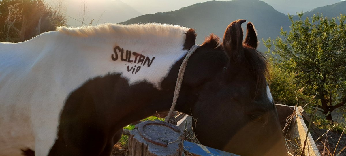 ash4intelways's tweet photo. Pahari mornings sunshine #grazing thy #VIP #horse #happiness #eternal #bliss #kalatop wildlife devbhoomi #himachal #IncredibleIndia #bharat https://t.co/dzYGaz0ZUD