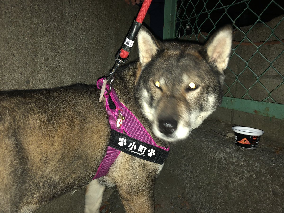 本日11月1日午後5時から6時の間に杉並区和泉の神田川、弁天橋公園付近で迷い犬（四国犬？かわかりませんが）を保護し、高井戸警察署で預かってもらってます。首輪も何もありませんでした。（とりあえず小町のハーネス使用）
拡散お願いします。
#迷い犬 #杉並区 #拡散希望