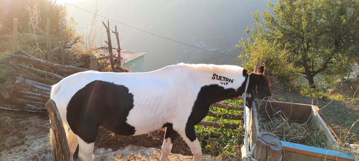 ash4intelways's tweet photo. Pahari mornings sunshine #grazing thy #VIP #horse #happiness #eternal #bliss #kalatop wildlife devbhoomi #himachal #IncredibleIndia #bharat https://t.co/dzYGaz0ZUD