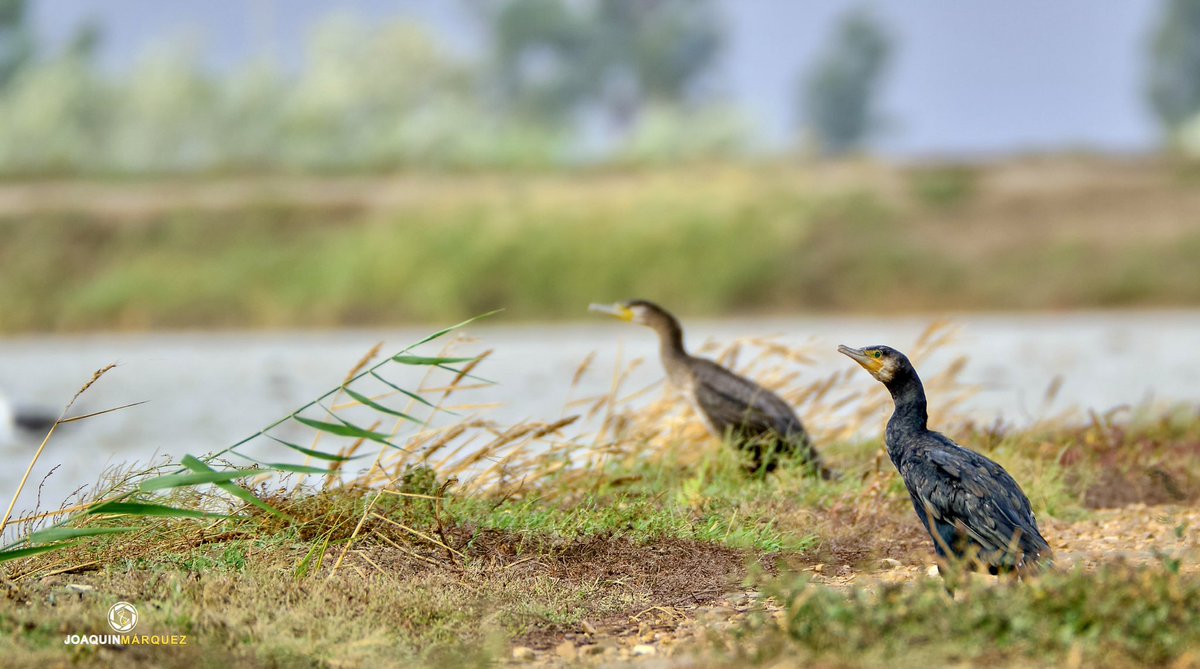 Ayer para matar el tiempo y el gusanillo de coger la cámara me fui con Jose Antonio Muñoz Perez a dar una vuelta por el brazo del este y la verdad que  estuvo el paseo muy bien. 
Fotografías realizadas desde el coche. 

#fujixt3 + 100-400 mm + duplicador 1.4
<a href="/hacerfotos/">Antonio (@hacerfotos)</a>