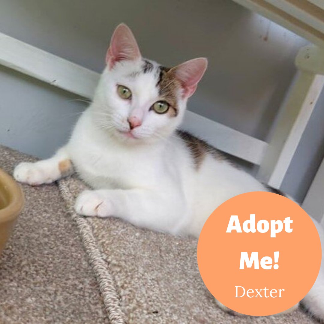 AnimalWythall's tweet photo. 🐾 DEXTER 🐾

Dexter has been with us several months now.
He needs an indoor home with patient owners, as he is a very shy boy.
He MUST have other cat friends as he just adores them and they really help with his confidence. https://t.co/dgstQsYyIj