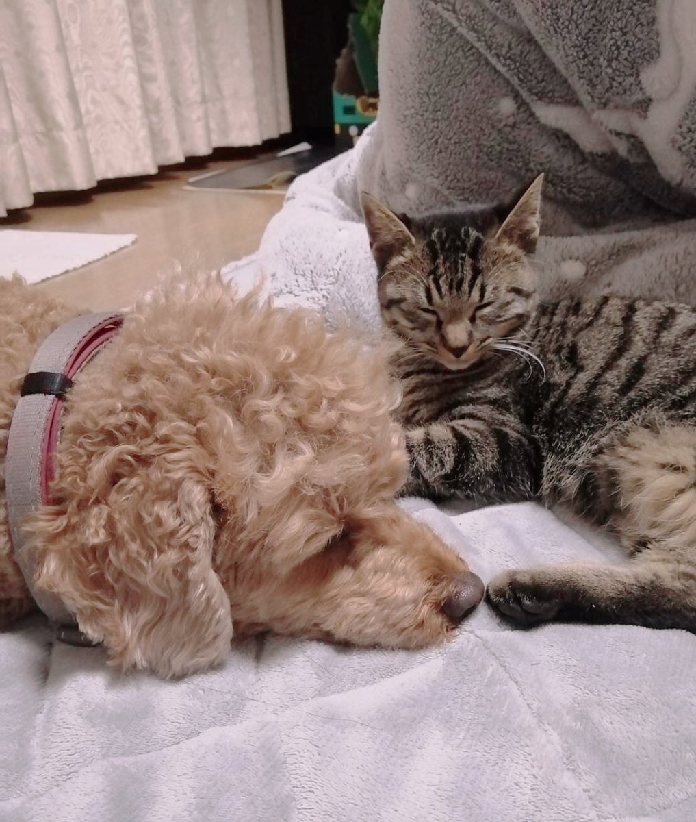 ステネコ成長日記 アテチ リク 犬と猫どっちも飼ってると毎日たのしい 言葉がなくたって 種族が違くたって 性別が違くたって 愛は通じる