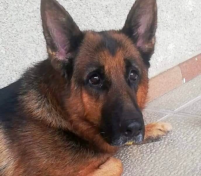 SosAbuelos1's tweet photo. #SEVILLA
Necesitamos ayuda para este pastor alemán de 8 añitos. Su dueño lo dejó en el zoosanitario. Una mujer lo sacó de allí para intentar buscarle algo pero no lo ha conseguido. Lo tiene en un local pero los vecinos no lo aceptan y ya le han dado un ultimátum.

605904474 https://t.co/YUZZbjZyVd