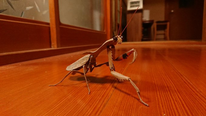 カマキリ 