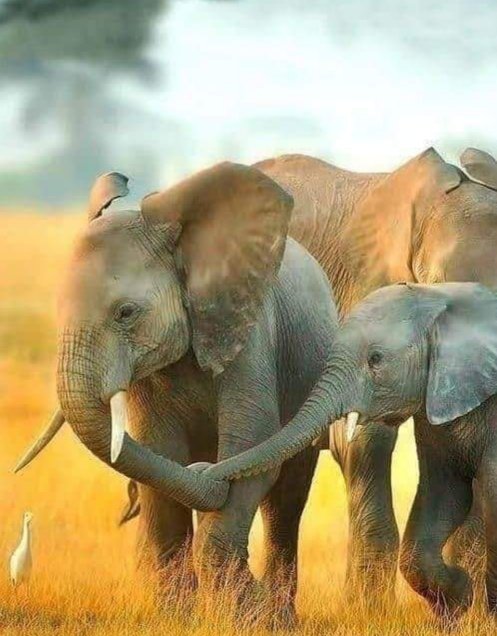 Aldona 🌹🌻🪷 (@koliberki) on Twitter photo 